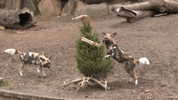 Chicago Zoo Repurposes Old Christmas Trees for Animal Enrichment