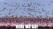 here we go flamingo GIF