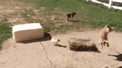 GIF by Random Goat