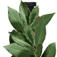 Hair Women Sticker by Apivita