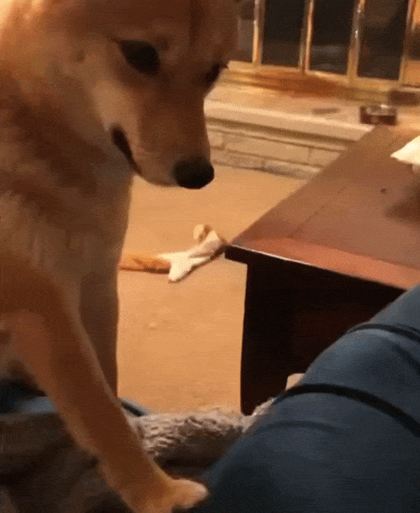 likedhu giphyupload GIF