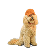 PetsBest dog puppy pet doodle Sticker