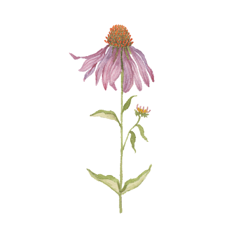 The Way Of The Wildflower Sticker by Gracelaced