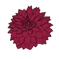 bydaisydalia flower floral deco flora Sticker