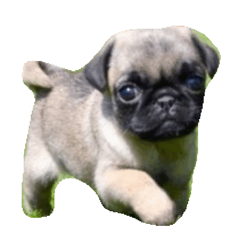 scared puppies STICKER by imoji