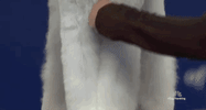 national dog show 2018 GIF by NBC