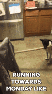 dog puppy GIF by DramaFever
