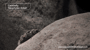 GIF by KQEDScience