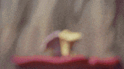 Chep GIF by Mushmushfun