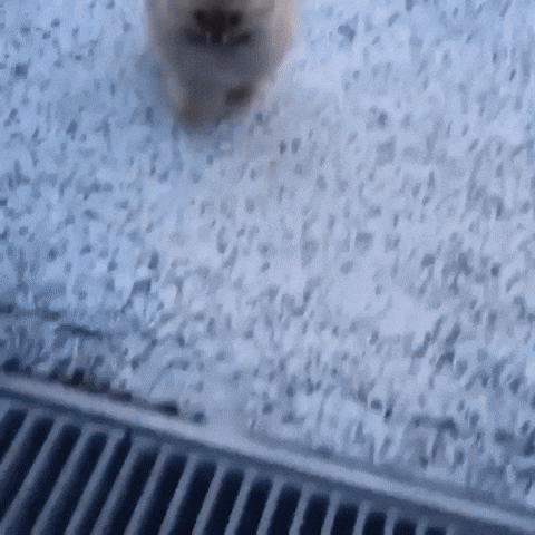 cute aww GIF
