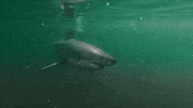 Discovery GIF by Shark Week