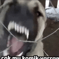 Dog GIF