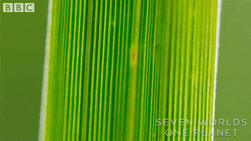 Jumping Spider GIF by BBC Earth