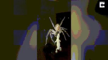 spider level GIF