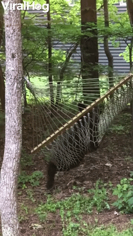 Bear Has A Relaxing Swing In Backyard Hammock GIF by ViralHog