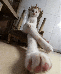 Cat Queen GIF