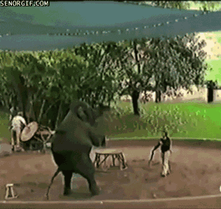 Walking Elephants GIF