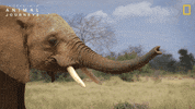 National Geographic Africa GIF by Nat Geo Wild