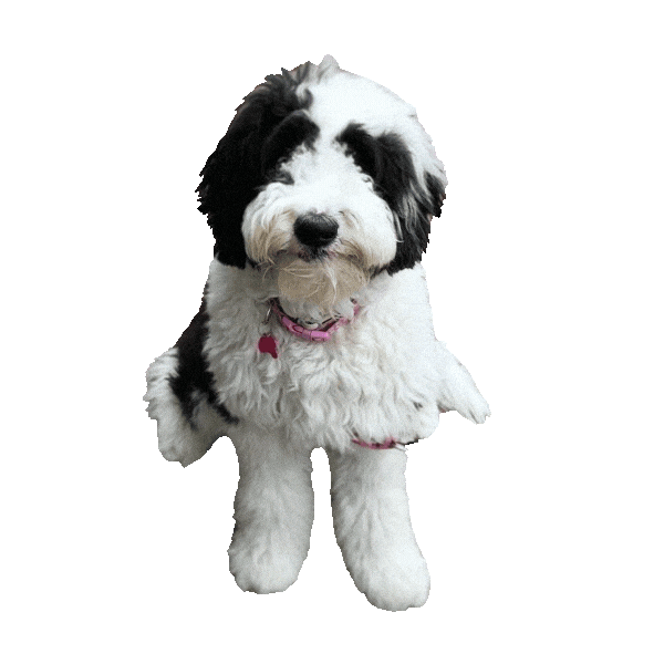 Black And White Dog Sticker