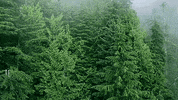 trees GIF by Earthjustice