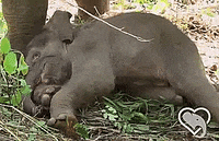baby flapping GIF