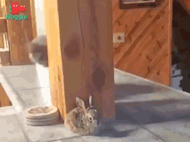 casaloca giphyupload GIF