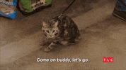 90 Day Fiance Cat GIF by TLC