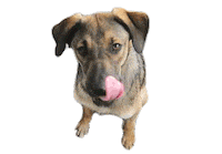 dog viralata Sticker by Evelyn regly