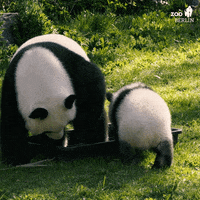 Fun Bathing GIF by Zoo Berlin