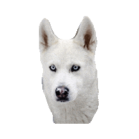 wolf STICKER by imoji
