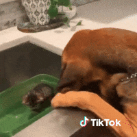 Fun Dog GIF by TikTok France