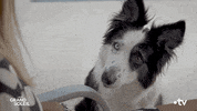 Dog What GIF by Un si grand soleil
