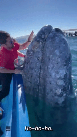 Tourists Kiss Friendly Grey Whale During Close Enc