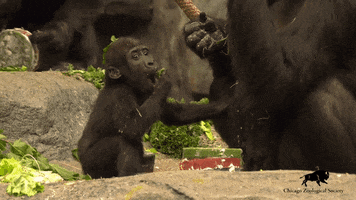 Baby Zoning Out GIF by Brookfield Zoo