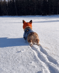 Puppy Corgi GIF