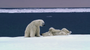 symphony for our world GIF by Nat Geo Wild 