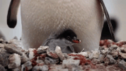 symphony for our world GIF by Nat Geo Wild 