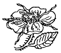 Flower Gift Sticker