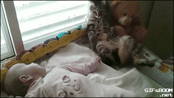 cat fail GIF