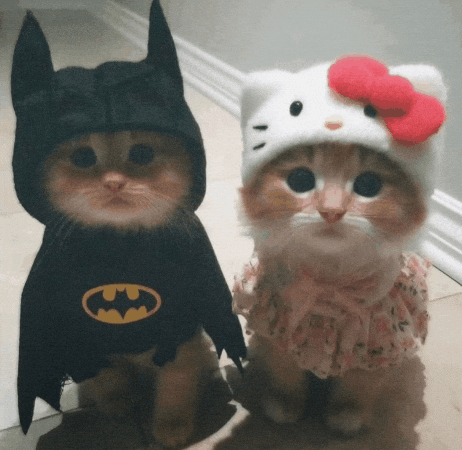 Batman Love Cat GIF