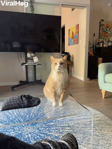 How My Cat Walter Asks For Treats GIF by ViralHog