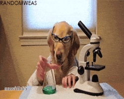 Hondenchemie GIF
