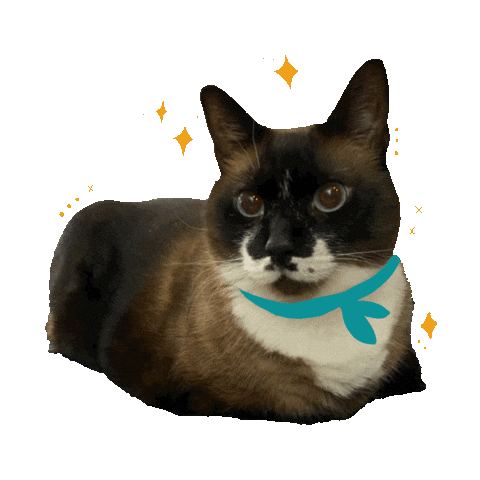 Stars Sticker