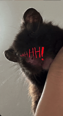 Saraaaaa777 giphyattribution shock giphycreatortest wooo GIF