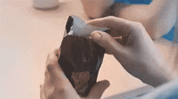 kitten multiplying GIF by dan 