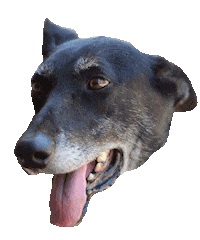 Dog Love Sticker by Buscamos Casita