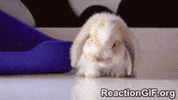 bunny fatigue GIF