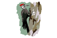 pic bois STICKER by Marc Lariviere