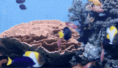 Fish Coral GIF by Monterey Bay Aquarium