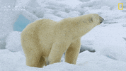 National Geographic GIF by Nat Geo Wild
